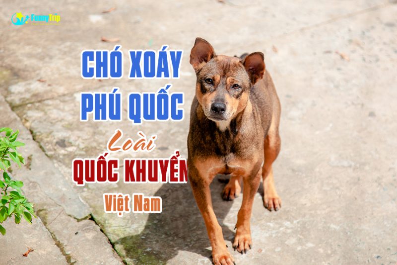 Chó Phú Quốc: Một giống chó thân thiện, dễ thương và đặc biệt, xuất xứ từ đảo Phú Quốc. Xem hình ảnh liên quan để khám phá đặc điểm ngoại hình và tính cách của giống chó này. Bạn sẽ yêu chúng ngay lập tức và muốn sở hữu một chú chó Phú Quốc cho riêng mình.